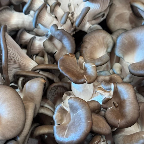 Mushroom Biscuits & Gravy by Luxefly BaseCamp - Image 5